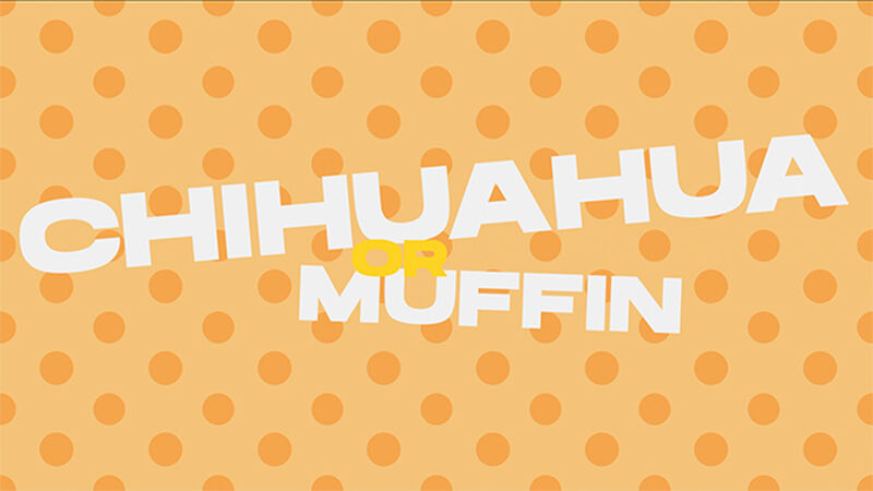 Chihuahua or Muffin - Countdown Video and Game